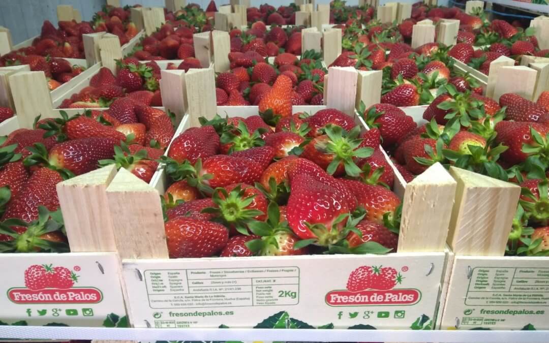 El Banco de Alimentos de Huelva recibe una donación de 15.200 kilos de fresas de Fresón de Palos